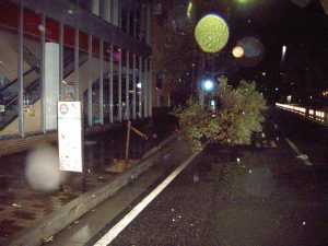 台風２１号　東部　山手幹線倒木